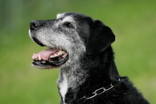 Can Adult Dogs Get Parvo?