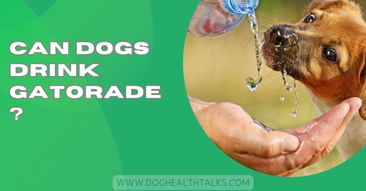 Can Dogs Drink Gatorade?