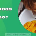Can Dogs Eat Mango?
