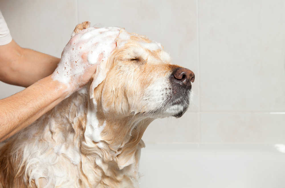Can I Clean My Dog With Fabuloso?
