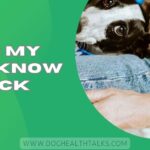 Does My Dog Know I'm Sick