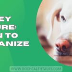 Dog Kidney Failure: When To Euthanize?