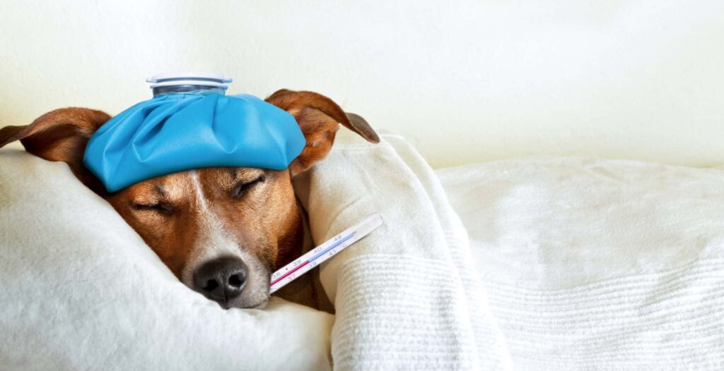 Dogs Can Smell Illness