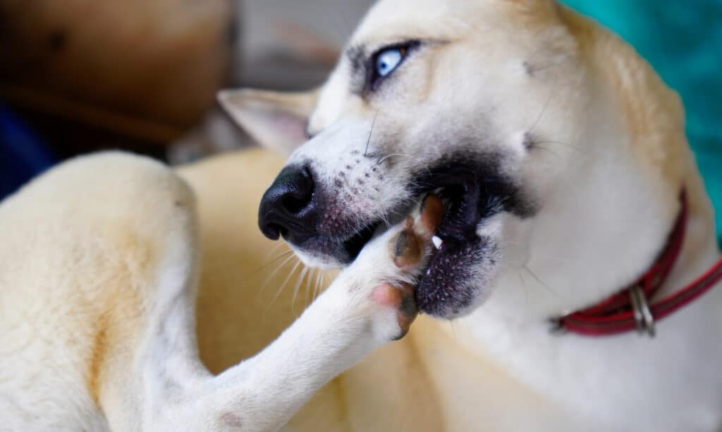 How Can I Get My Dog To Stop Chewing His Nails