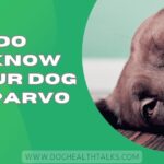 How Do You Know If Your Dog Has Parvo