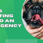 Is Dog Vomiting Blood An Emergency