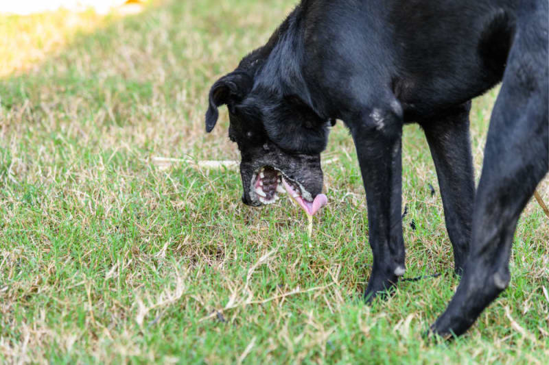 Is Dog Vomiting Blood An Emergency At Home