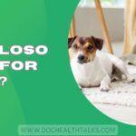 Is Fabuloso Safe For Dogs?