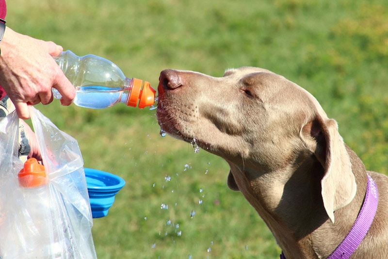 Is Gatorade Bad for Dogs?
