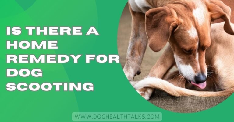 Is There A Home Remedy For Dog Scooting