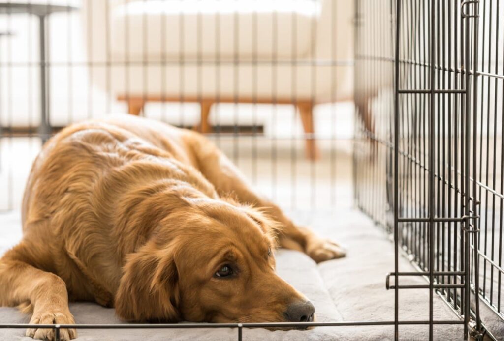 Keeping A Dog Alive Too Long