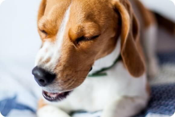 Kennel Cough