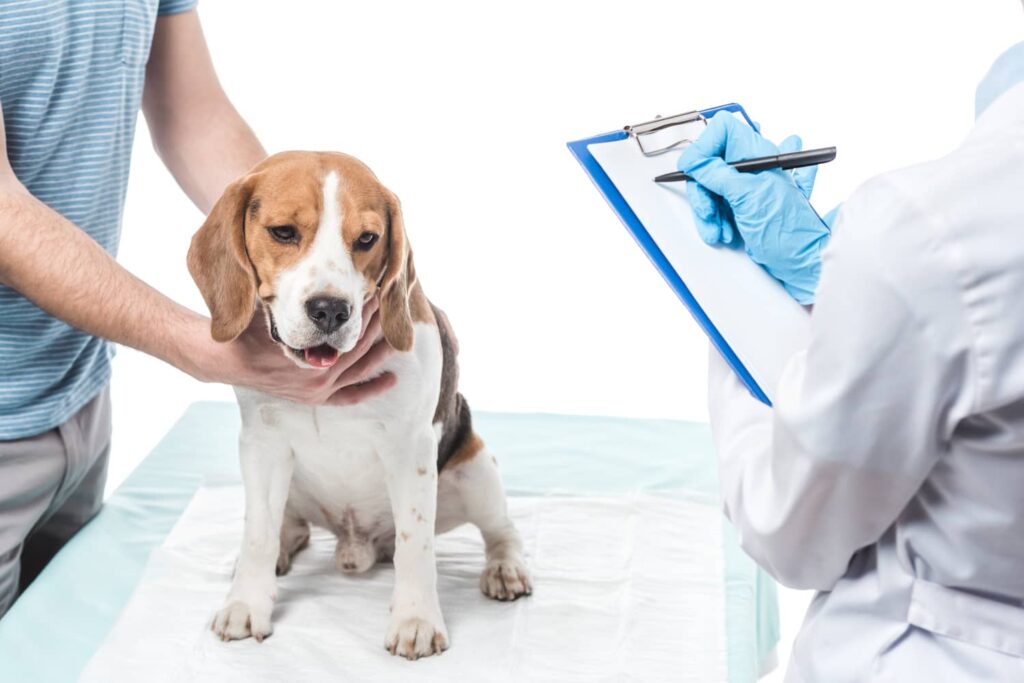 Last Days Of Dog With Kidney Failure Treatment