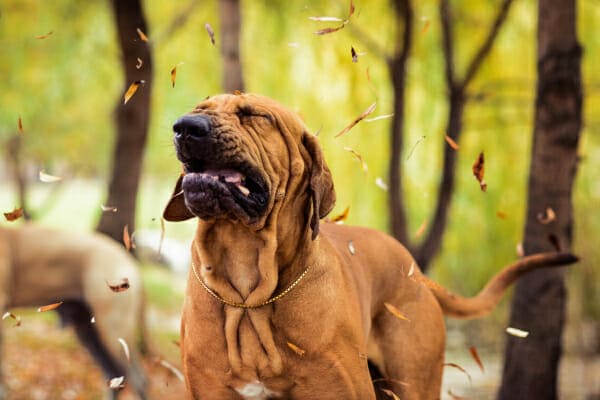 Reverse Sneezing