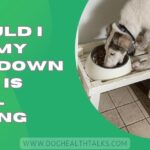 Should I Put My Dog Down If He Is Still Eating