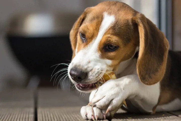What Drives a Dog to Chew Their Nails