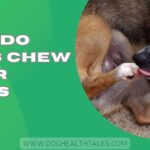 Why Do Dogs Chew Their Nails