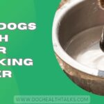 Why Dogs Cough After Drinking Water