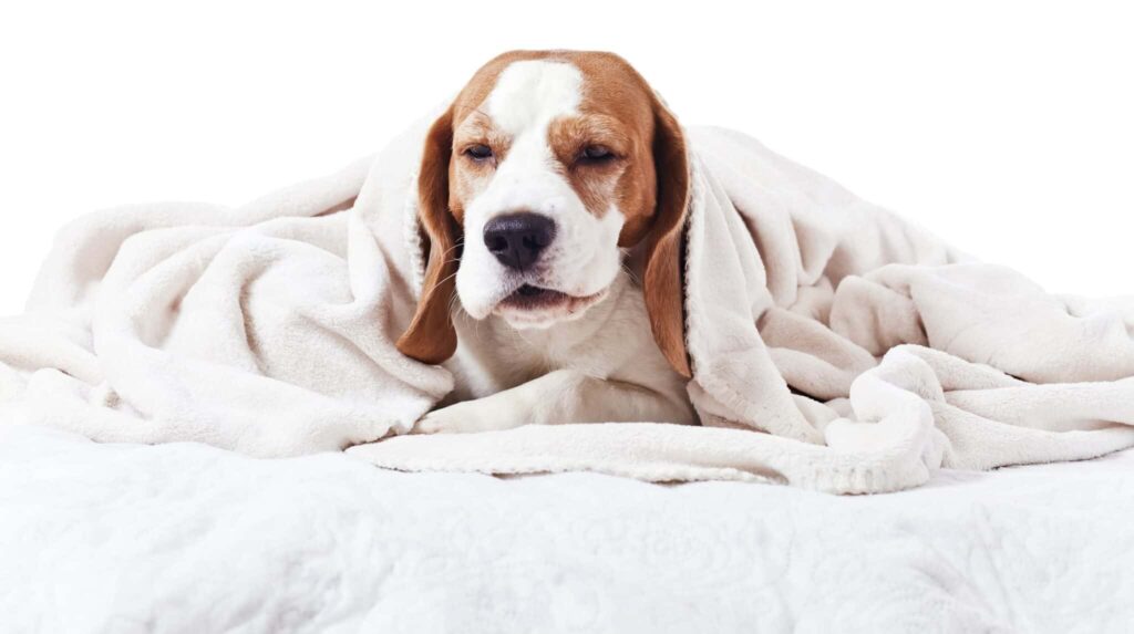 Why Is My Dog Coughing?