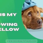 Why Is My Dog Throwing Up Yellow