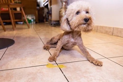 Why Is My Dog Throwing Up Yellow But Acting Normal