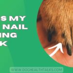 Why Is My Dog's Nail Turning Black