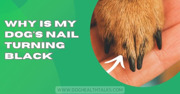 Why Is My Dog’s Nail Turning Black – Causes and Care Tips!