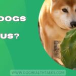 Can Dogs Eat Cactus?