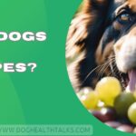 Can Dogs Eat Grapes?