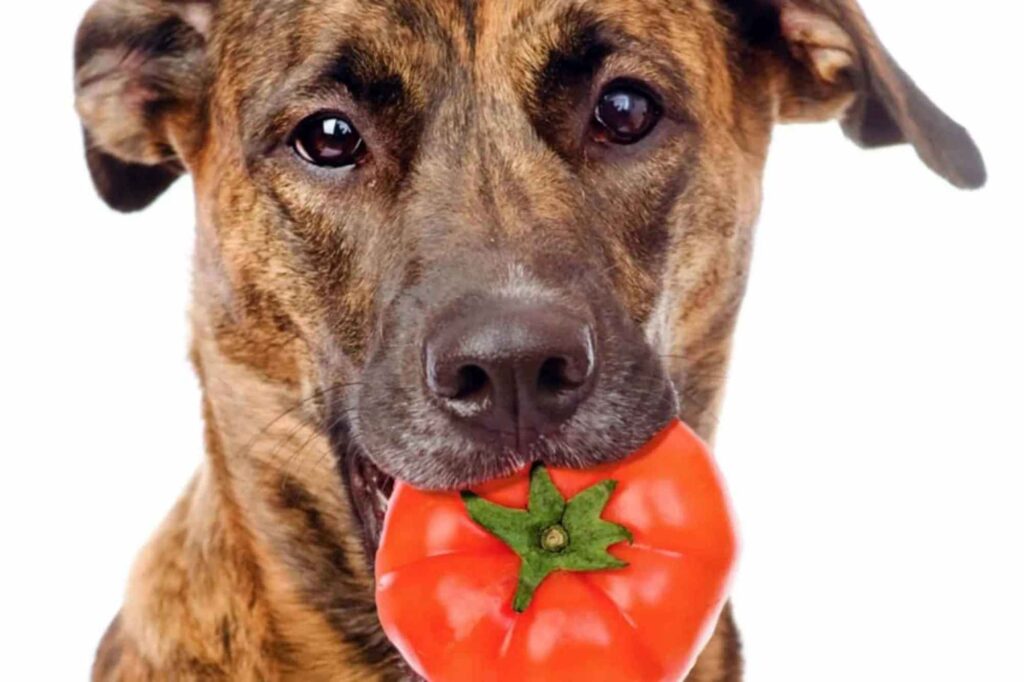 Can Dogs Eat Tomatoes