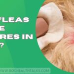 Can Fleas Cause Seizures in Dogs?