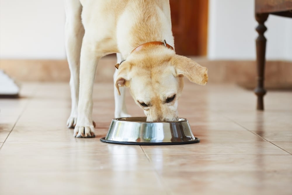 Common Causes of Excessive Gas in Dogs