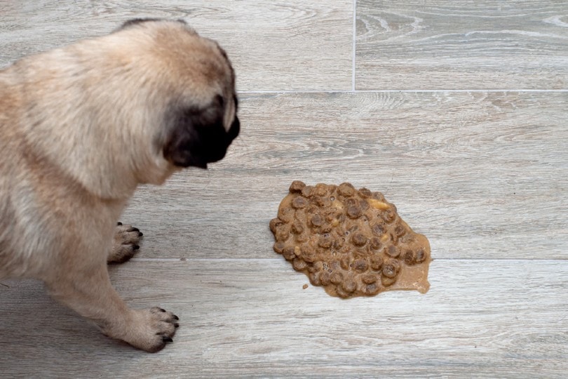 Directions for Cleaning Up Dog Vomit on Wood Floors