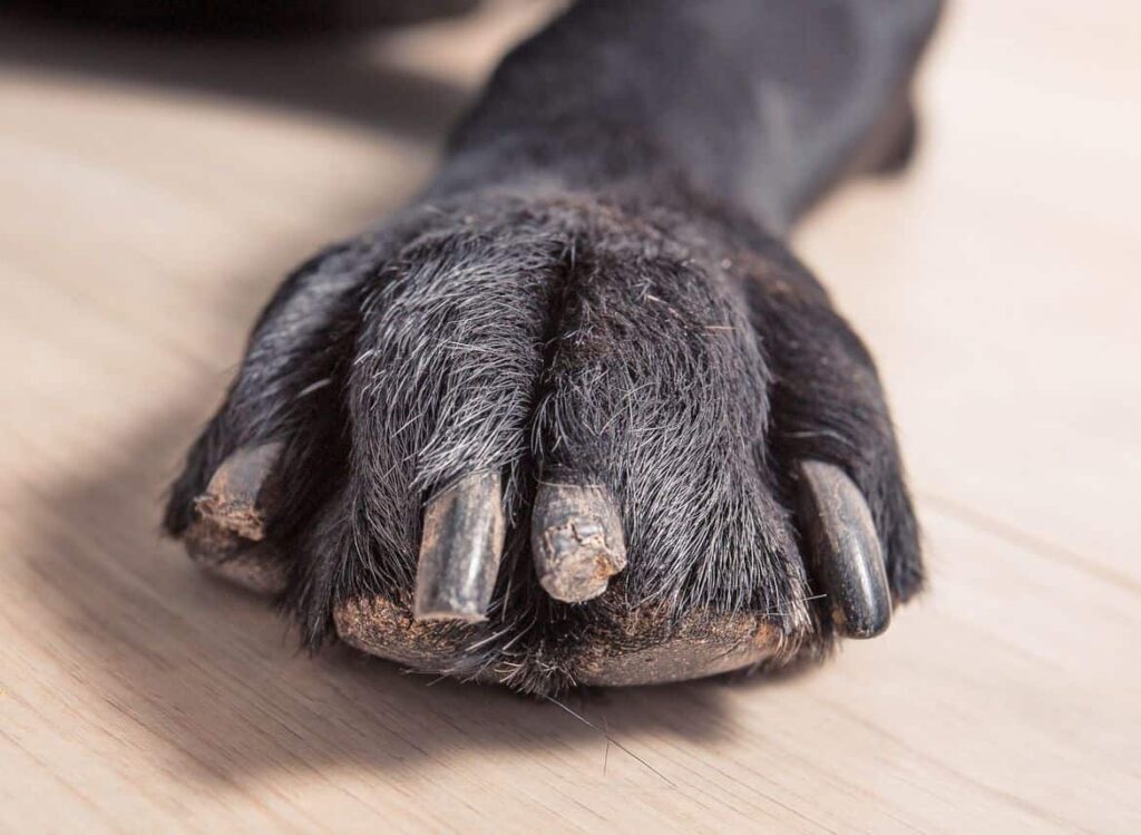 Do Dogs’ Nails Grow Faster As They Age