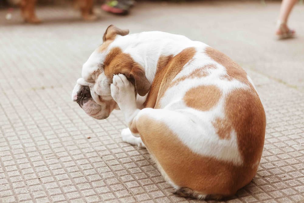 Does Frontline Cause Seizures In Dogs