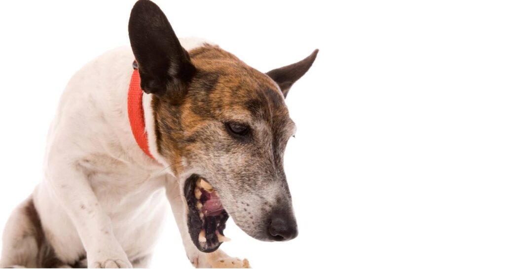 Dog Cough Due to Chronic Bronchitis