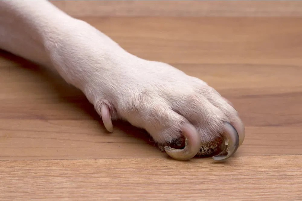 How Fast Do Dog Nails Normally Grow?