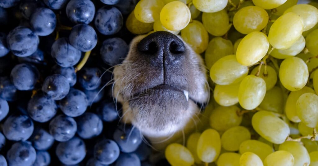 How Grapes Affect a Dog’s Body