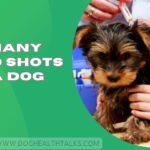How Many Parvo Shots Does a Dog Need
