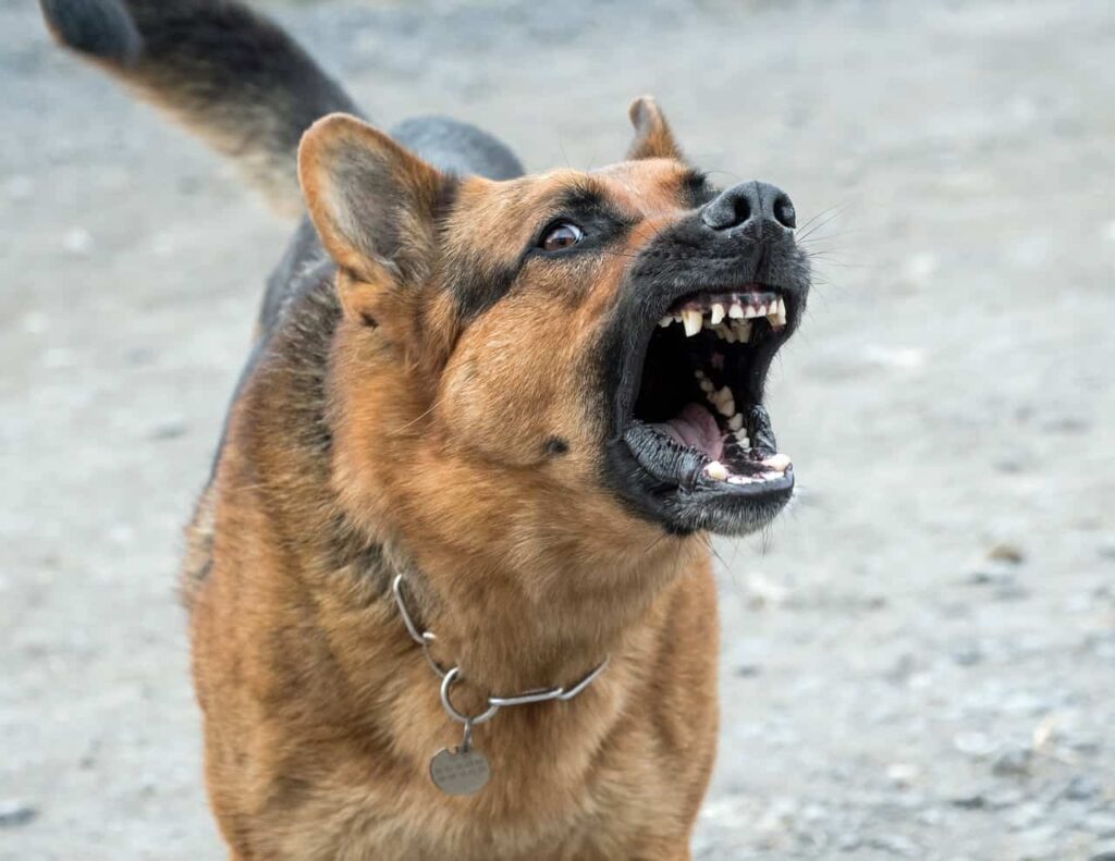 How To Stop A Dog From Barking All The Time