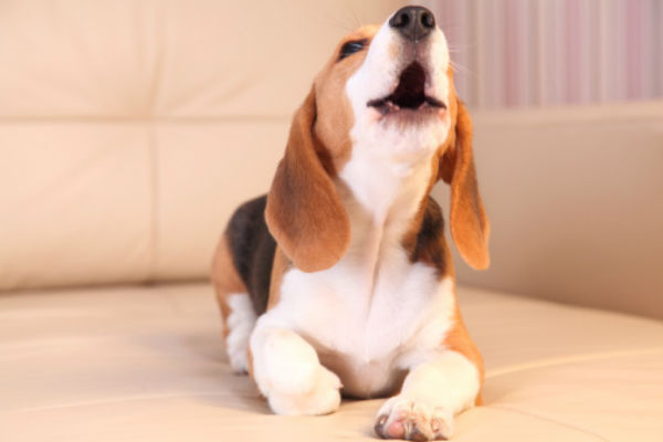 How To Stop A Dog From Barking In The House
