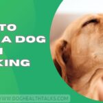How to Stop a Dog From Barking