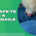 Is It Safe To Paint A Dog's Nails