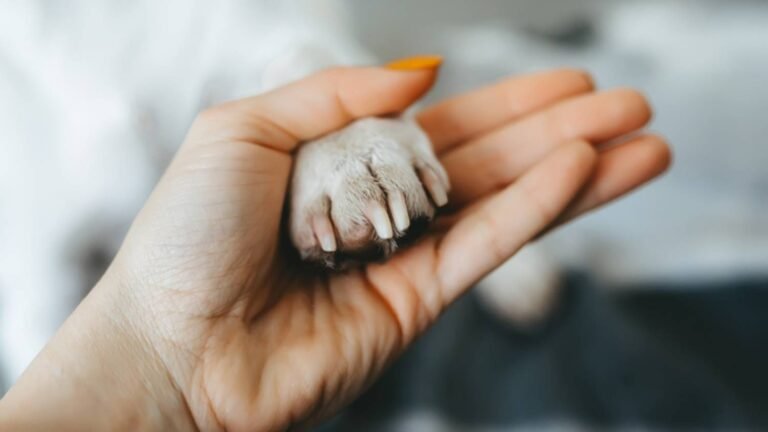 View of How To Strengthen Dogs Nails - Easy Vet-Approved Tips!