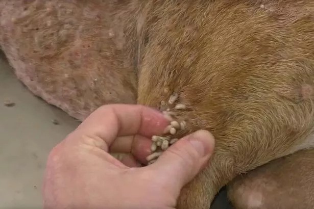Signs Your Dog Has Maggots