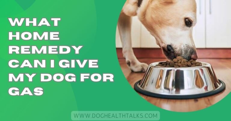 What Home Remedy Can I Give My Dog For Gas