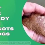 What Home Remedy Kills Maggots On Dogs