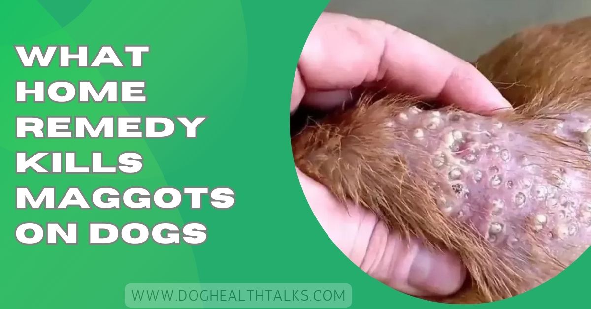 What Home Remedy Kills Maggots On Dogs
