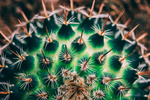Why Are Cacti Not Safe for Dogs to Consume?
