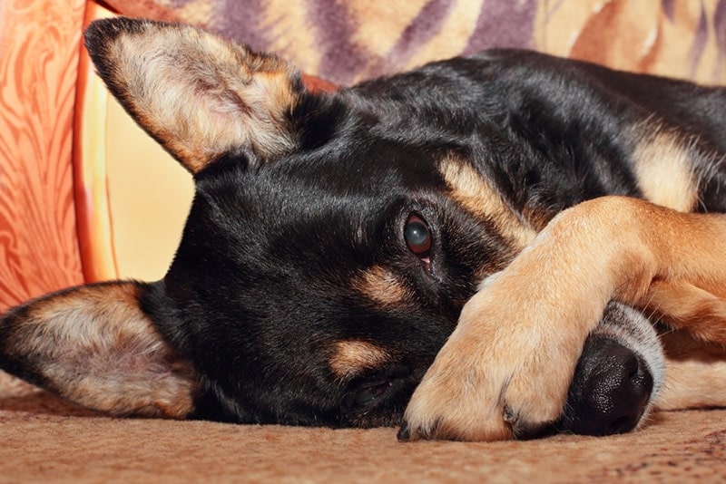 Why Do Dogs Put Their Paw On Your Face